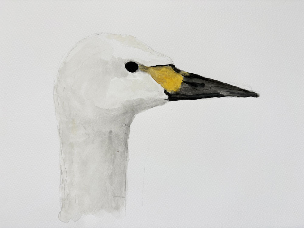 Bewick Swan watercolour