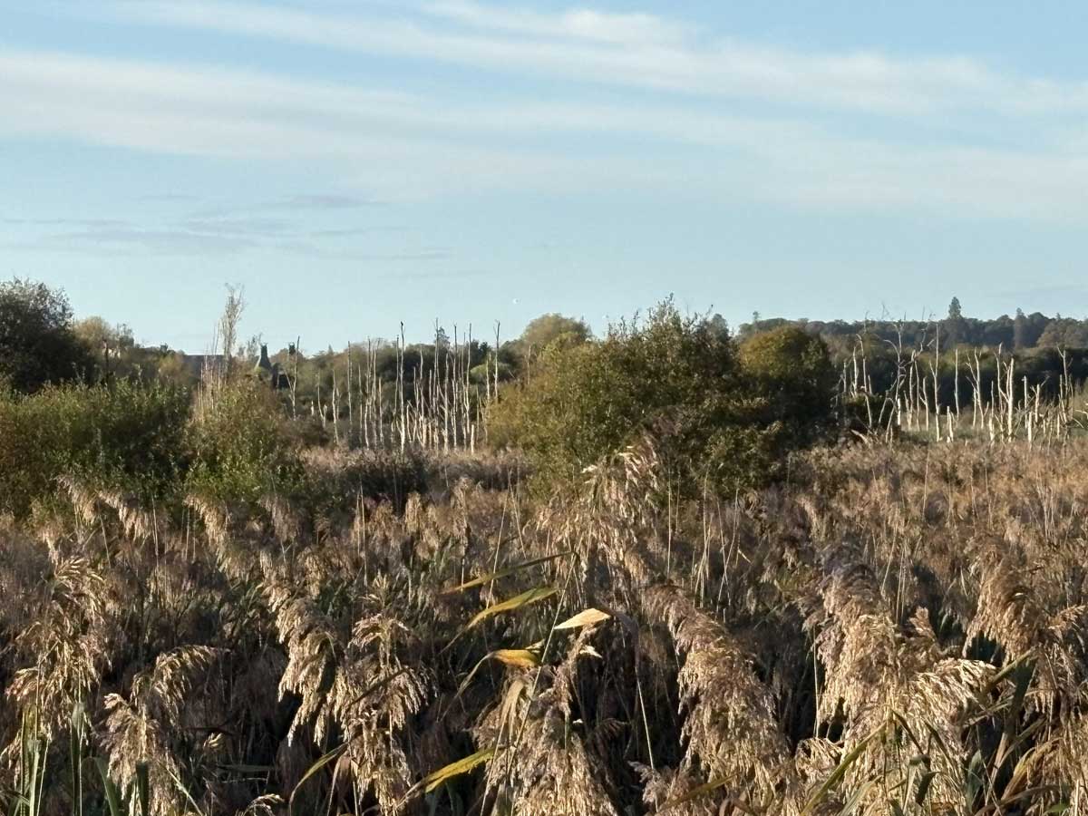 Whit-tailed Eagle at fishlake meadows