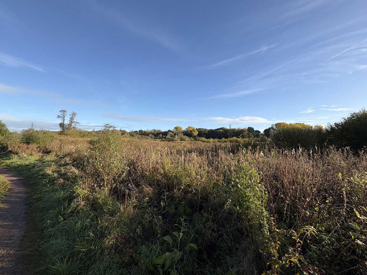White-tailed Eagle at fishlake meadows