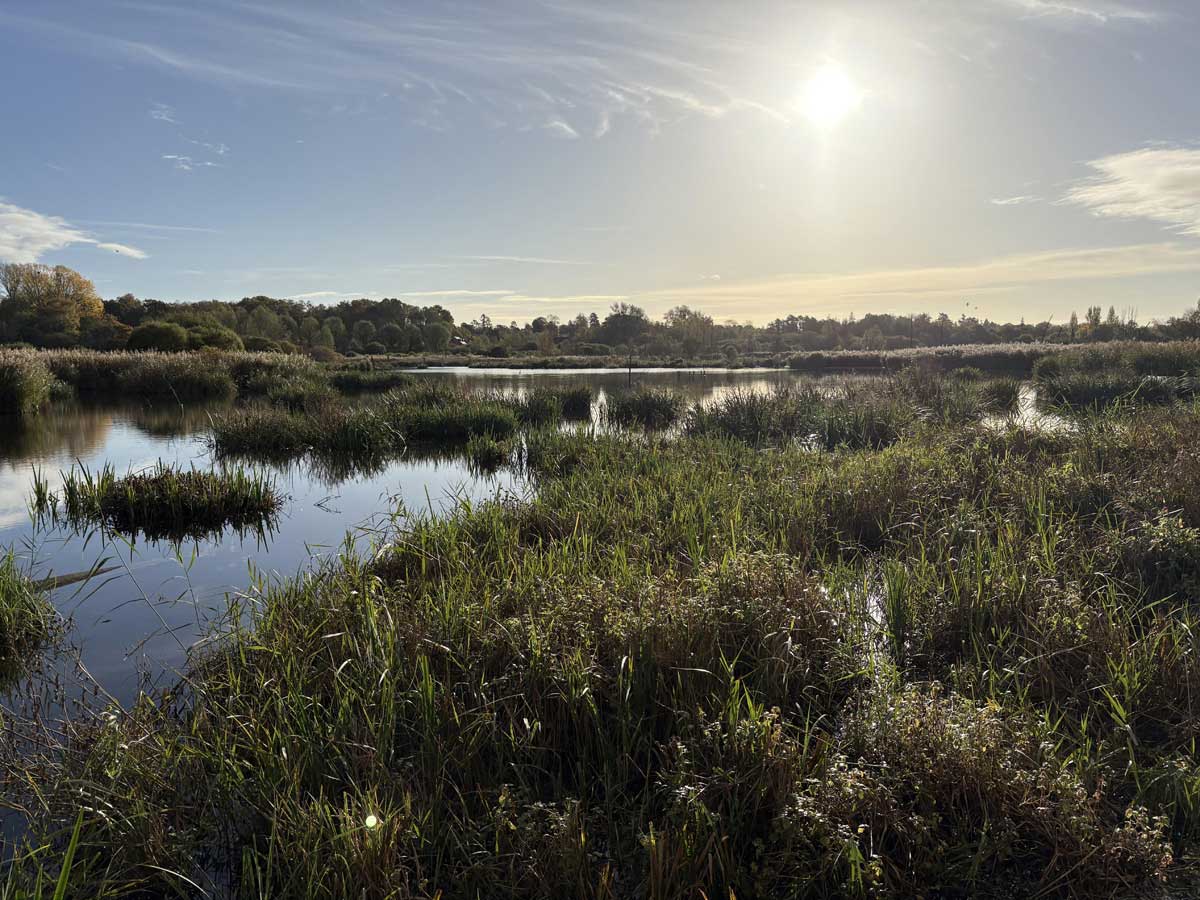 White-tailed Eagle at fishlake meadows