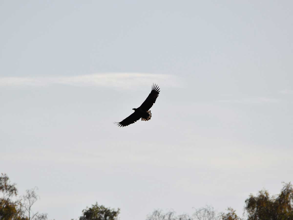White-tailed Eagle in flight