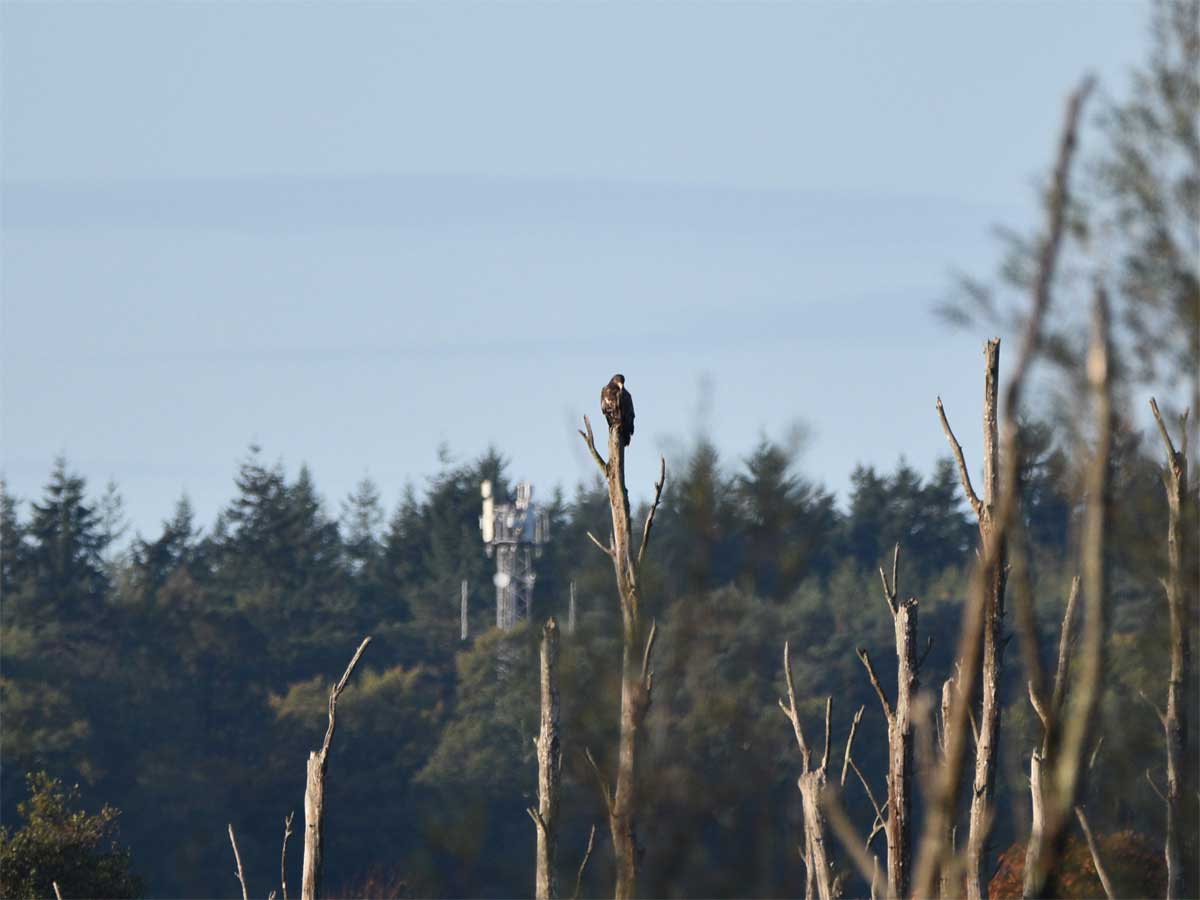 White-tailed Eagle at fishlake meadows perched on an old tree stump