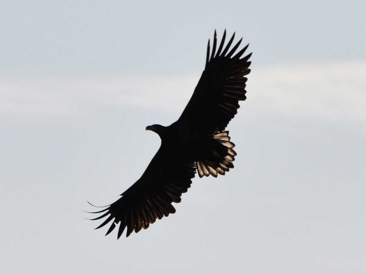 White-tailed Eagle in flight