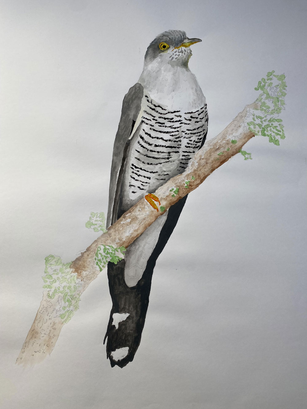 Cuckoo - Cuculus canorus (unfinished)