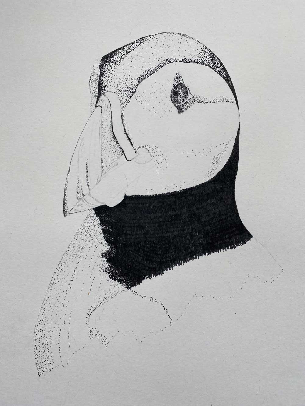 Puffin inkpen drawing