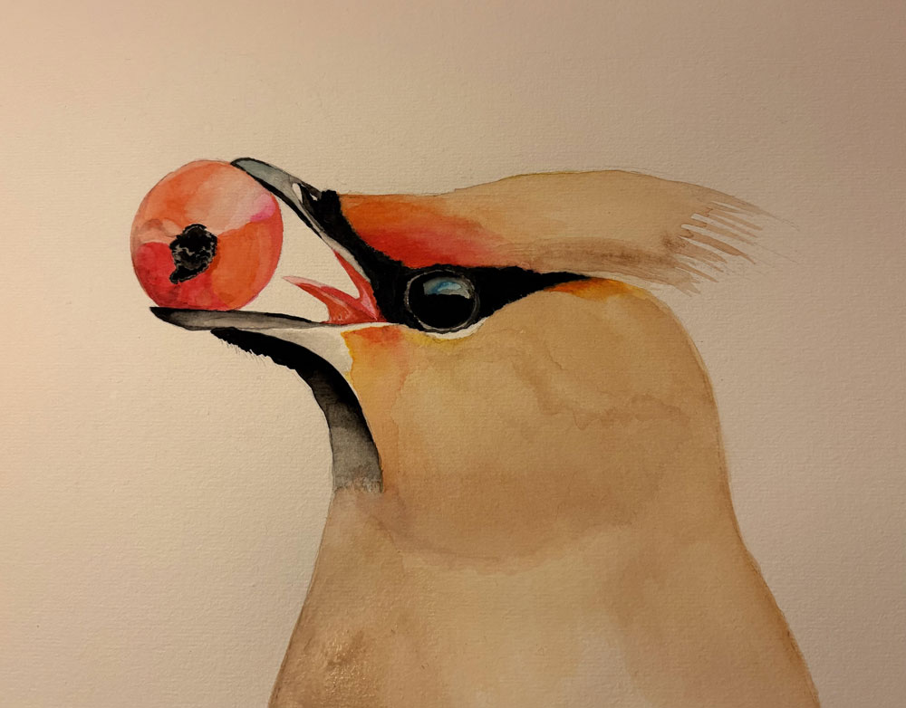 Waxwing